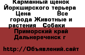 Карманный щенок Йоркширского терьера › Цена ­ 30 000 - Все города Животные и растения » Собаки   . Приморский край,Дальнереченск г.